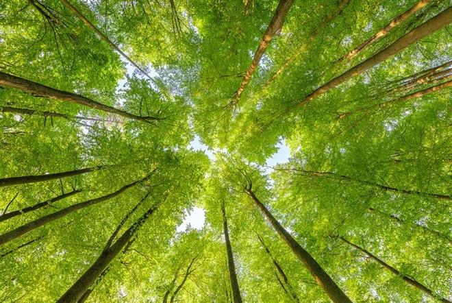 Environment