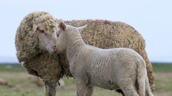 Sheep in field